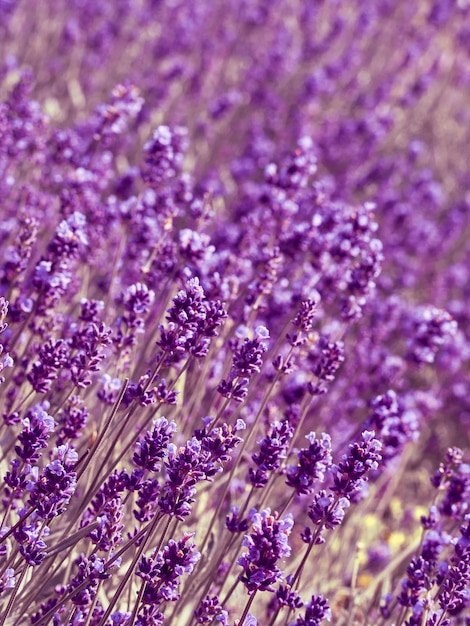 Flores de lavanda en jardín de flores.