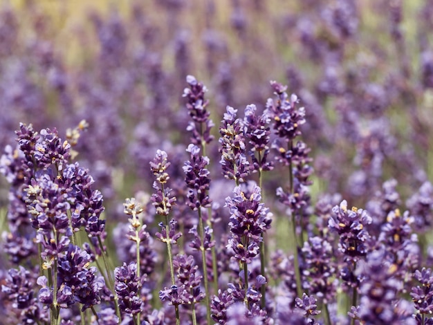 Flores de lavanda en jardín de flores.