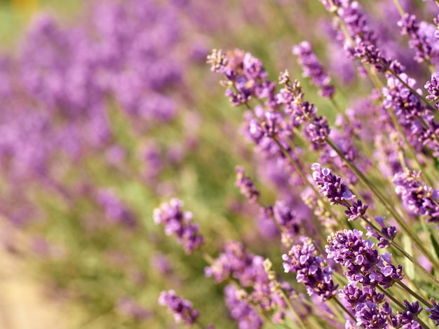 Flores de lavanda en jardín de flores