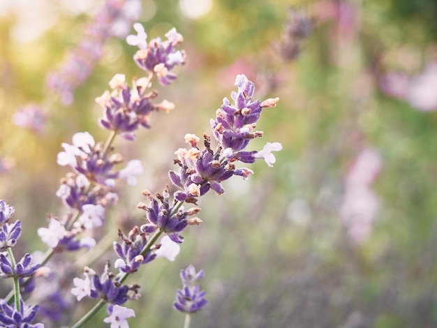 Flores de lavanda en la luz del atardecer, primer plano.