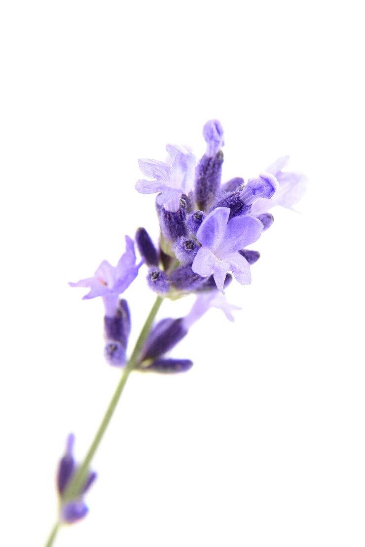 Flores de lavanda macro aislado en blanco