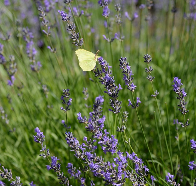 Flores de lavanda con mariposa amarilla en un enfoque suave.