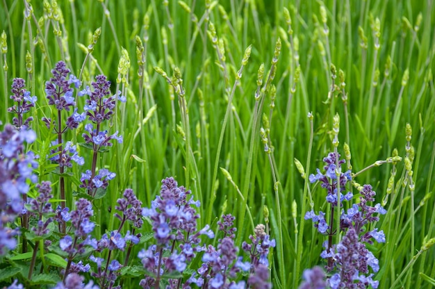 Flores de lavanda moradas y verdes en el campo Cerrar