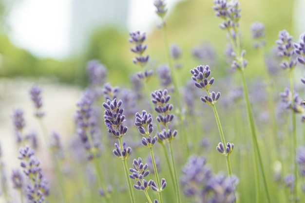 Flores de lavanda en la naturaleza de cerca