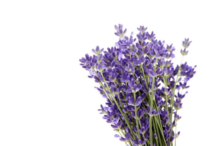 Flores de lavanda primer plano aislado sobre fondo blanco hierba de lavanda fresca