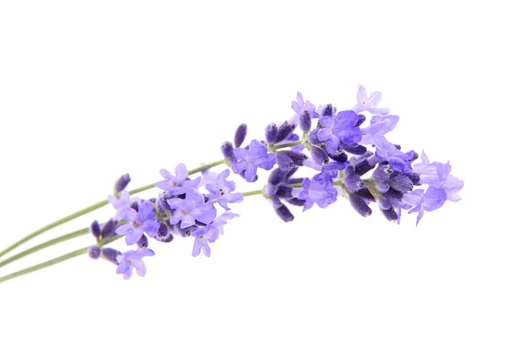 Flores de lavanda primer plano aislado sobre fondo blanco hierba de lavanda fresca