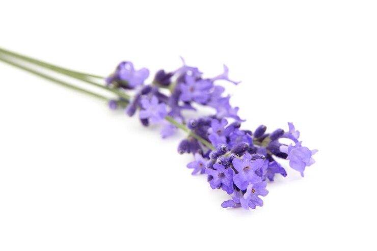 Flores de lavanda primer plano aislado sobre fondo blanco hierba de lavanda fresca
