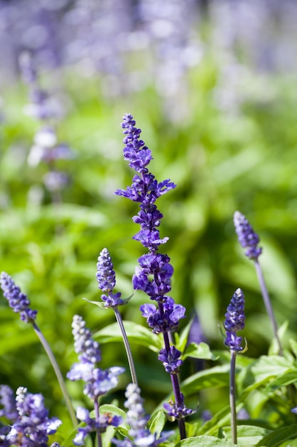 Flores de lavanda primer plano enfoque selectivoxAxA