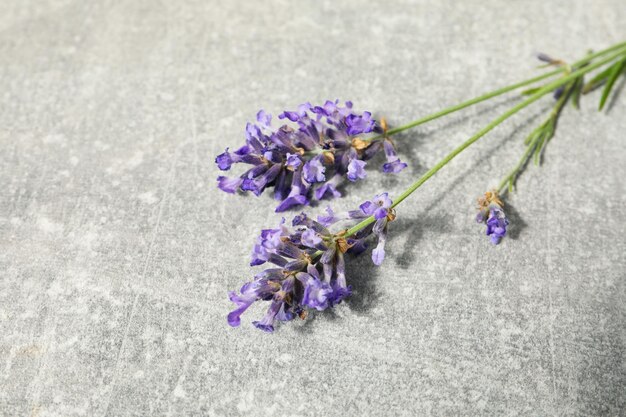 Flores de lavanda en primer plano de fondo con textura gris