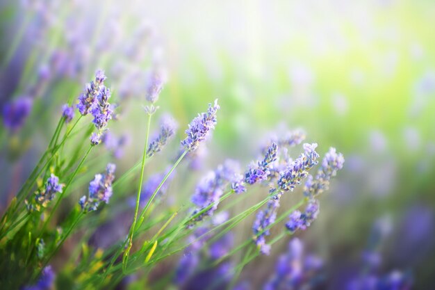 Flores de lavanda en Provenza, Francia. Imagen macro, profundidad de campo baja. Fondo de naturaleza hermosa