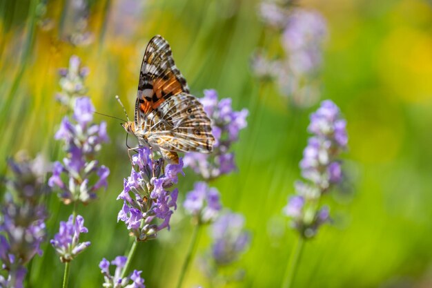 Flores de lavanda de Provenza con hermosa mariposa en un prado en la naturaleza bajo los rayos del sol