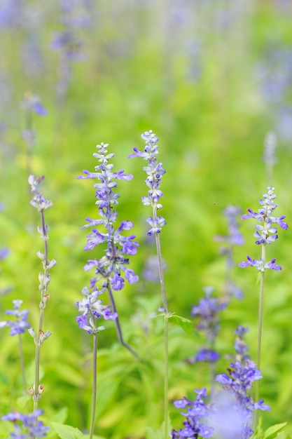 flores de lavanda púrpura en el campo