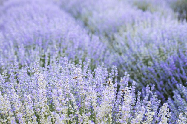 flores de lavanda púrpura en el campo