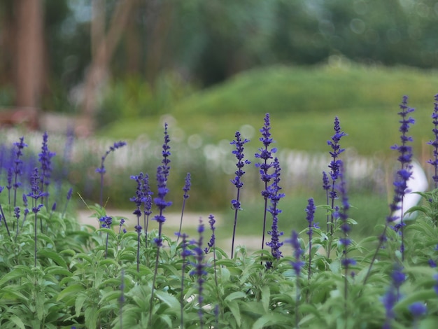 Flores de lavanda púrpura