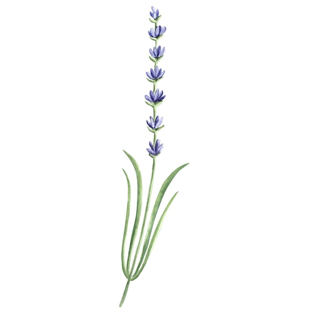 Flores de lavanda ramita acuarela púrpura ilustración aislada dibujado a mano ramo floral de Provenza