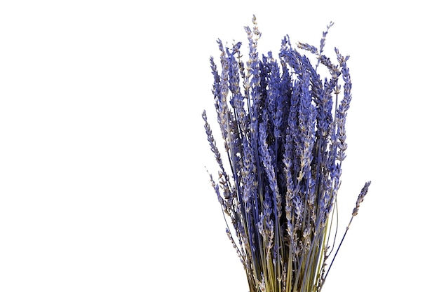 Flores de lavanda secas aisladas