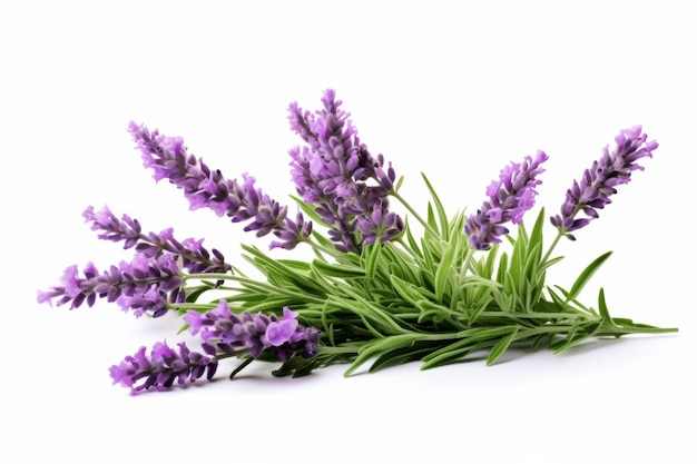 Flores de lavanda sobre un fondo blanco En una superficie blanca o clara PNG Fondo transparente