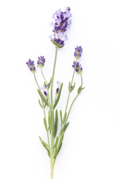 Flores de lavanda sobre un fondo blanco.