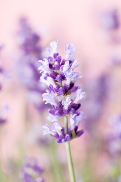 Flores de lavanda sobre un fondo blanco.