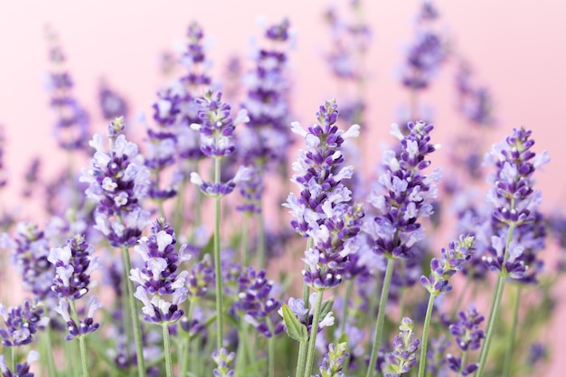 Flores de lavanda sobre un fondo blanco.