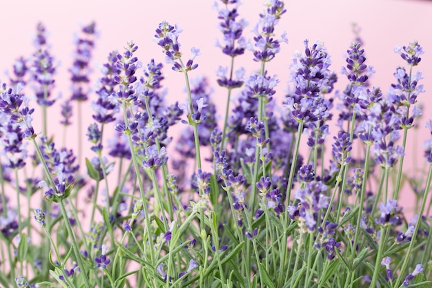 Flores de lavanda sobre una superficie blanca.