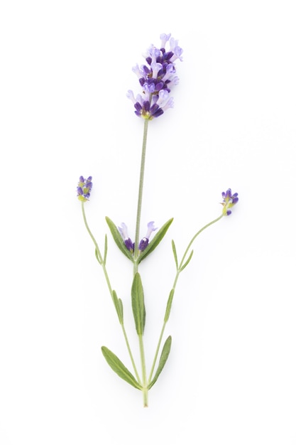 Flores de lavanda sobre una superficie blanca.