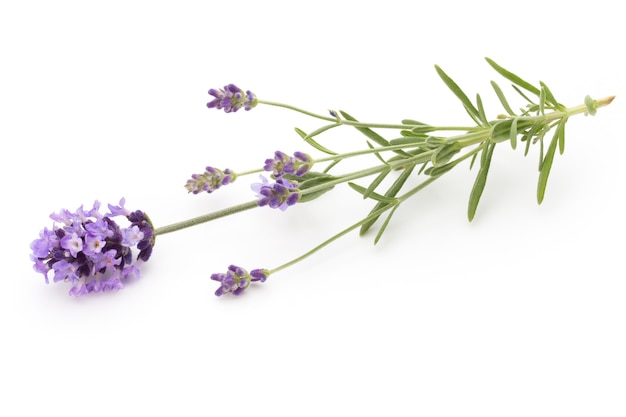 Flores de lavanda sobre una superficie blanca.