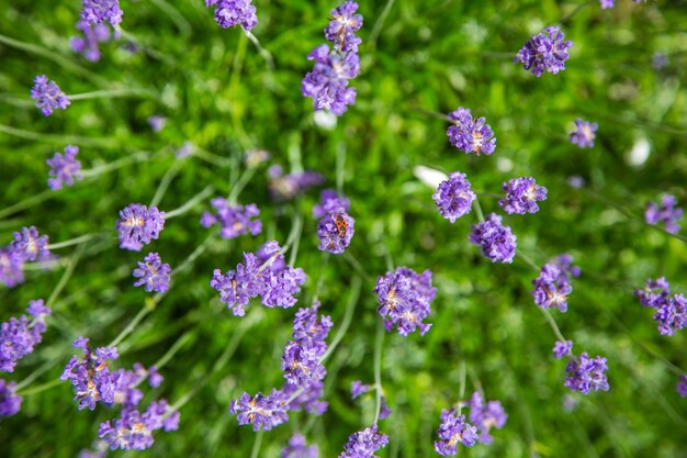 Las flores de lavanda son de color púrpura brillante en primer plano, en el fondo. . Foto de alta calidad