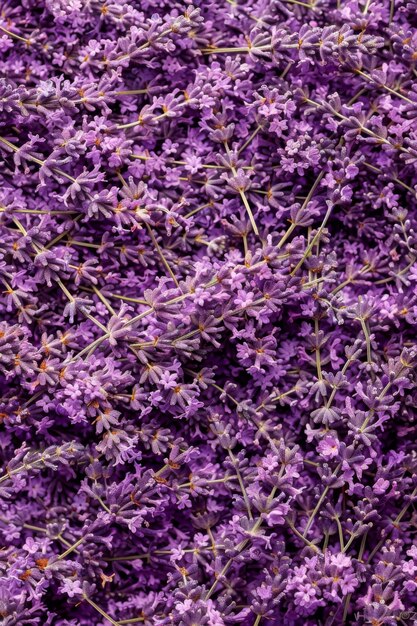 Las flores de lavanda textura fondo lavandula brotes de perfume patrón pétalos bandera fragancia flores de lila