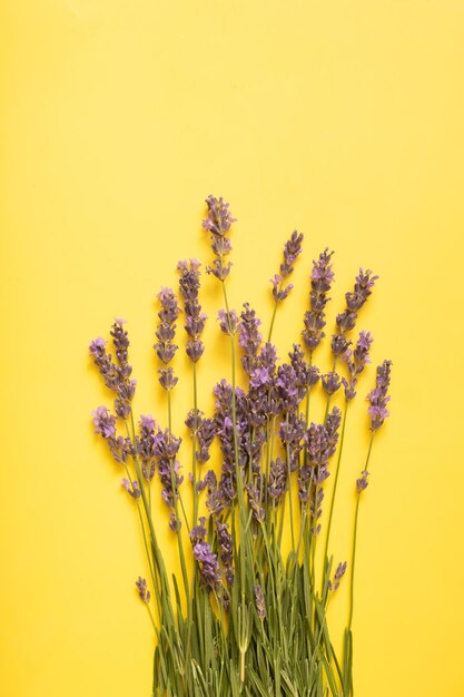 Flores de lavanda en la vista superior de fondo de color Espacio de copia