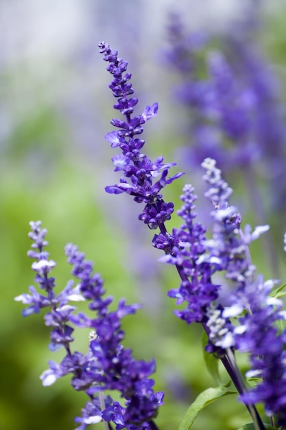 flores de lavanda