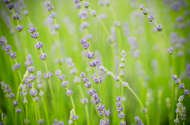 flores de lavanda