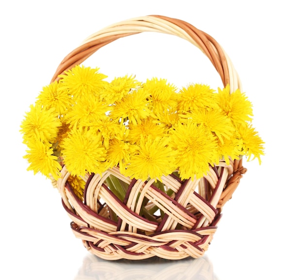 Flores-leão na cesta de vime isoladas em branco