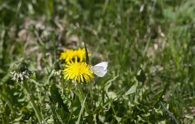 Flores-leão no prado primavera