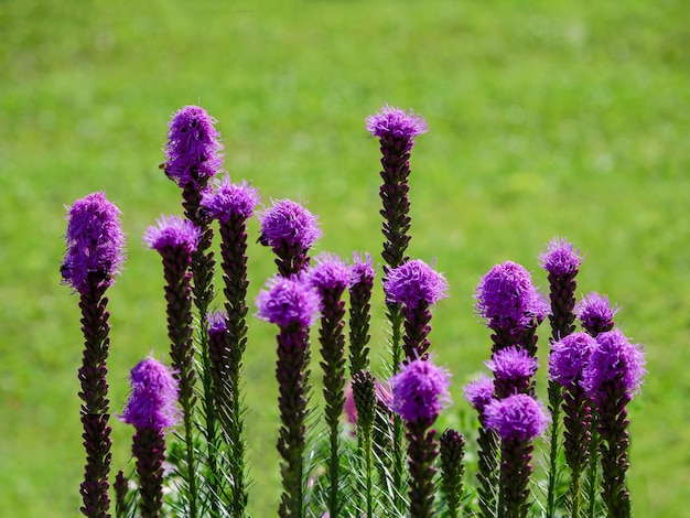 Flores de liatris púrpura en flor en un jardín en un verde