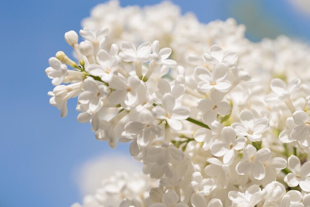 Las flores de lila blanca florecen