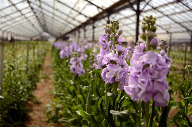 Foto las flores de lila crecen en el invernadero