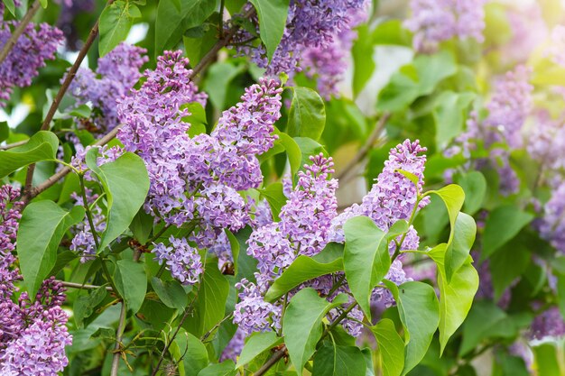 Foto flores lila roxa no arbusto flores lindas de seringa foco seletivo