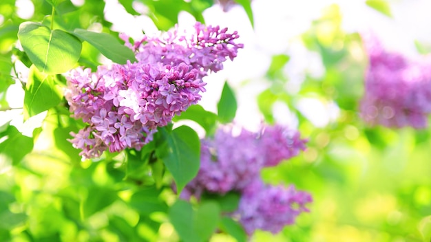 Flores de lila violeta de fondo de jardinería de primavera que florecen en el jardín en un día soleado DOF muy bajo