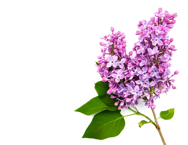 Flores lilas aisladas