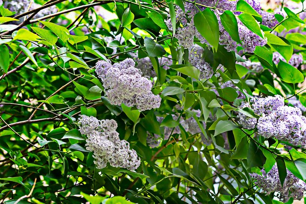 Flores lilas en el árbol morado.