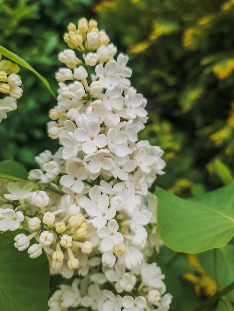 Flores lilas blancas Flor de primavera