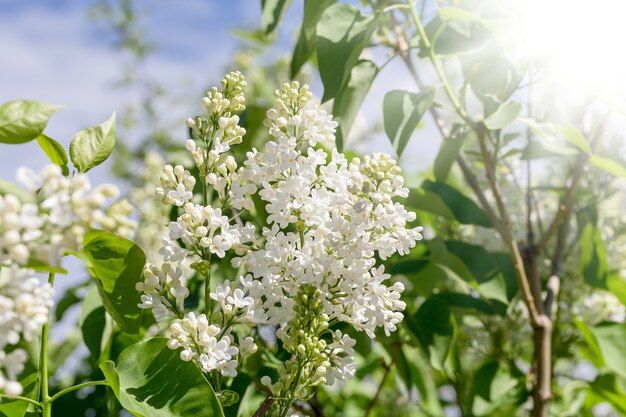 Flores lilas blancas en el jardín bajo los rayos del sol.