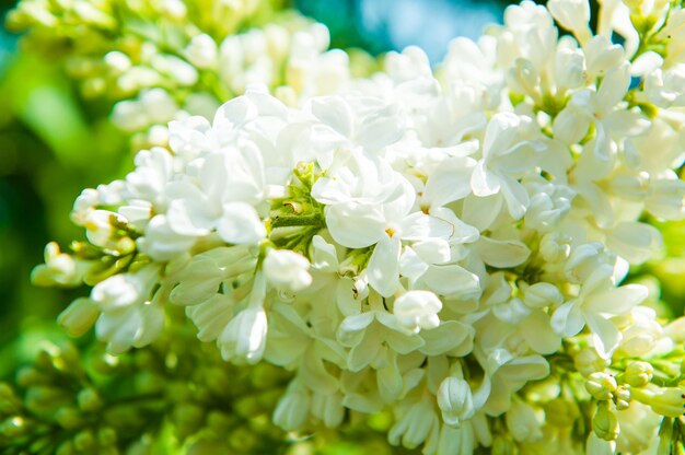 Flores lilas blancas sobre fondo verde bokeh