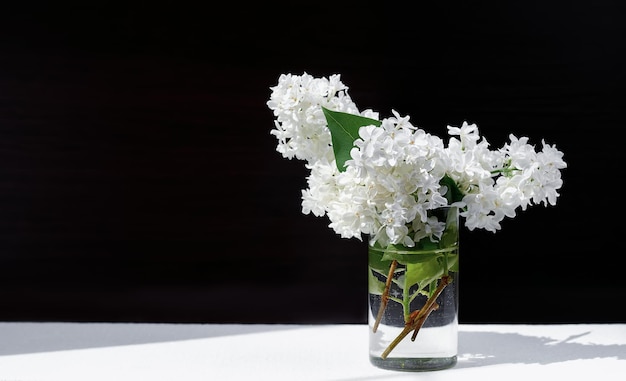 Flores lilas blancas en vidrio sobre mesa blanca sobre fondo oscuro. Fondo de primavera