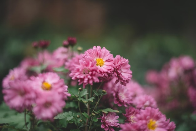 flores lilás bonitas