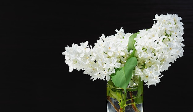 Flores lilás brancas em fundo escuro