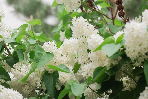 Flores lilás brancas florescem na primavera