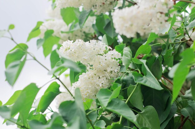 Flores lilás brancas florescem na primavera