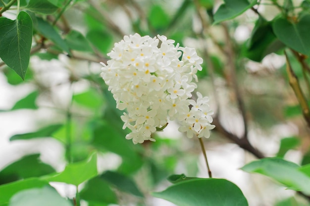 Flores lilás brancas florescem na primavera